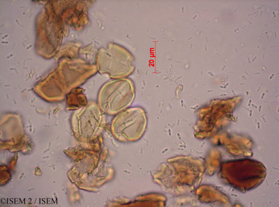 Burkea africana - lame n° 15212